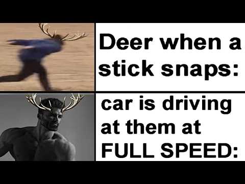 ANIMAL MEMES!