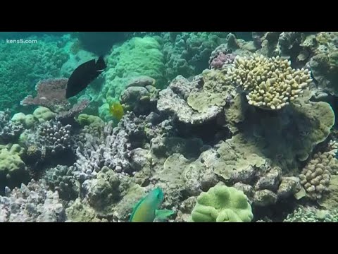 Damage to Great Barrier Reef due to climate change, scientists say