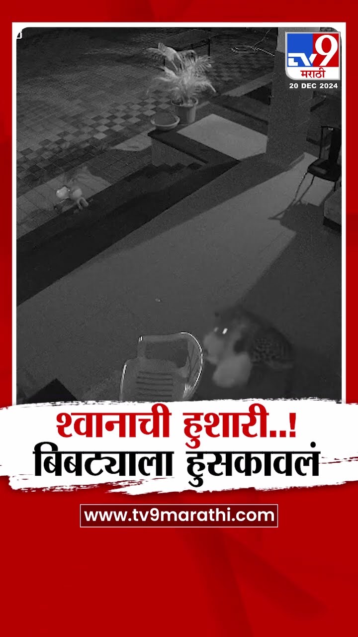 Pune News  श्वानाची हुशारी  ! बिबट्याला हुसकावलं, घटना सीसीटीव्हीमध्ये कैद