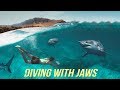 Diving with Sharks NO Cage!? - Oahu Hawaii