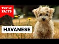 Havanese - Top 10 Facts の動画、YouTube動画。