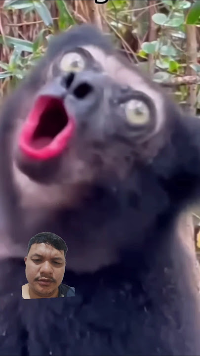 SUARA MENGGEMA DARI TIGA PRIMATA SIAP DIAJAK KONSER, INDRI, SIAMANG, DAN LUTUNG #shorts