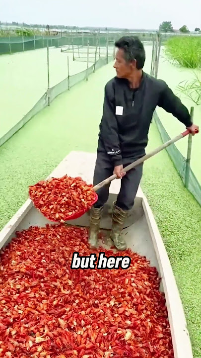 From Trash to Treasure Crayfish Heads Feed China’