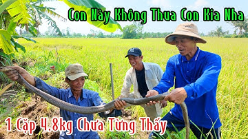 2 Nhóm Bắt Được Cặp Rắn Hổ Mang Nặng Hơn 4,8kg Quá Lớn Chưa Từng Thấy | Mười Thương SB