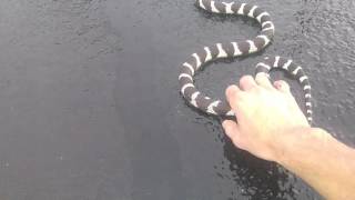 ©spikemandan catches a wild life california king snake in the middle
of road! front house thus! saving its by keeping passing cars from
run...