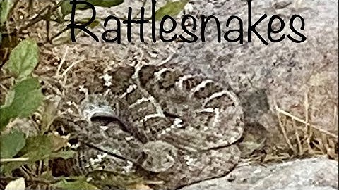 Rattlesnake! What to do immediately if bitten 🐍⚠️
