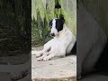 #suport #public #love #dog