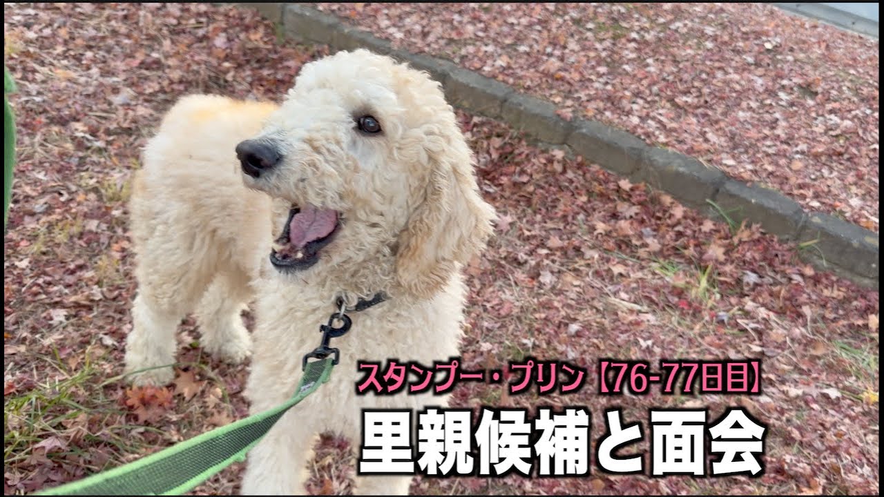 Visit! [Poodle 76, 77th day] - YouTube