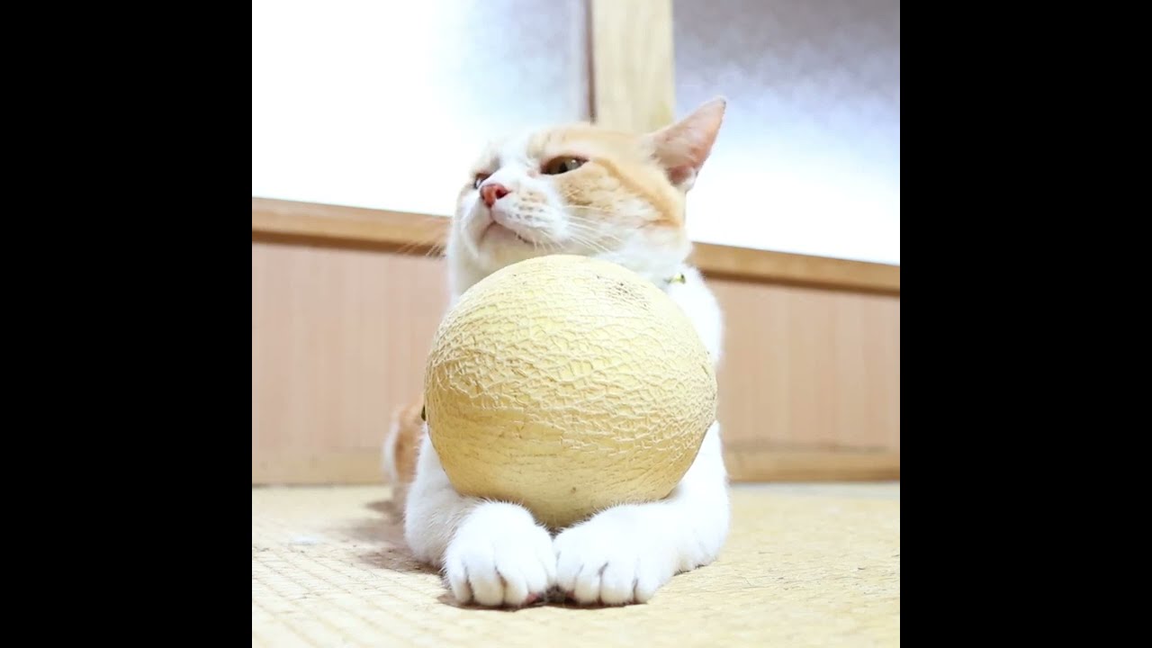 サンライズクルセイド　猫を捕まえプロモ版　2枚 ENS-208-093 mofusand さめ 208ピース エンスカイ の商品詳細