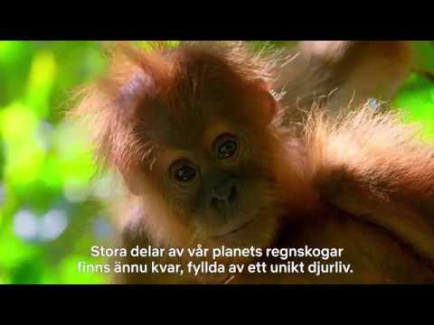 Video: Hur påverkas växter av avskogning?