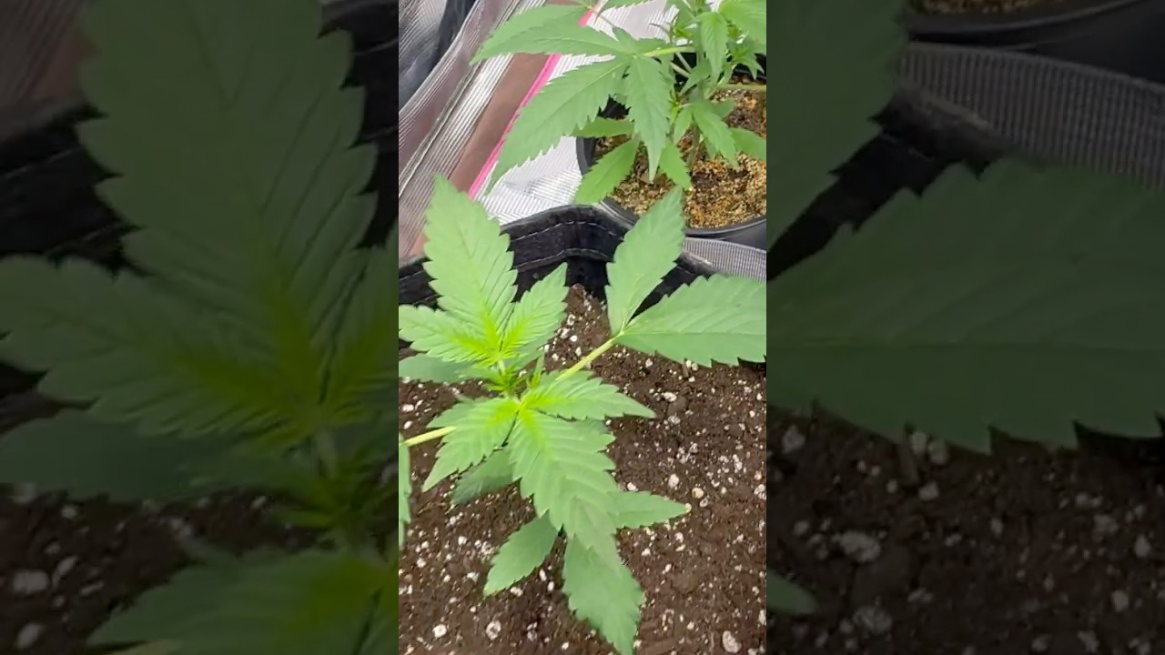 Fastbuds Frostbanger и Strawberry Gorilla 