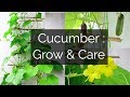 Cucumber: Growing & Caring // Garden Up