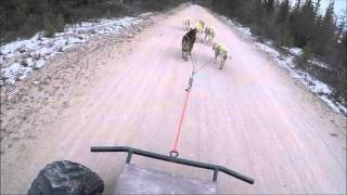 Dog Sled Without Snow