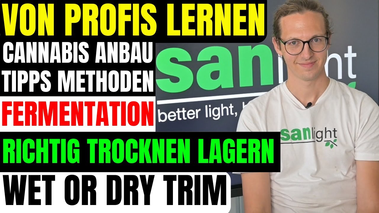 Cannabis richtig ernten [Teil 1] Wet vs Dry Trimm, Erntezeitpunkt erkennen