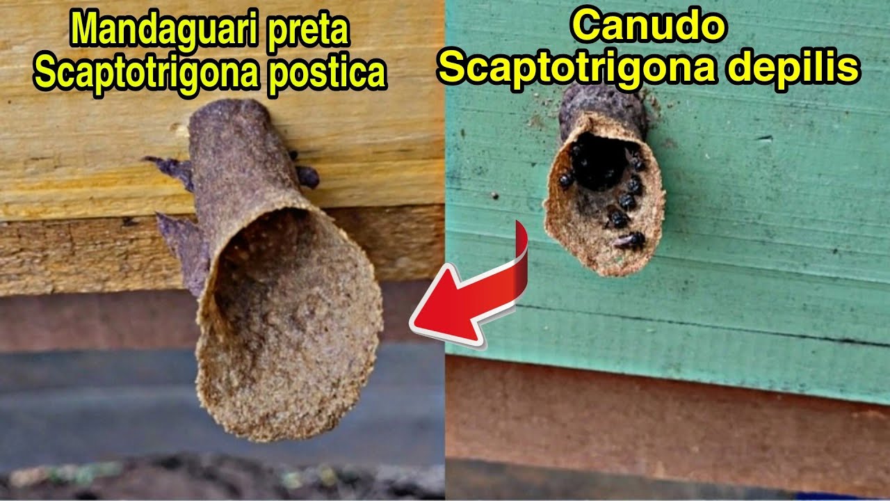 DIFERENÇA entre CANUDO E MANDAGUARI PRETA 😱