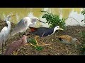 Awesome!! Quick Birds Trap | The Best Birds Trap 100%