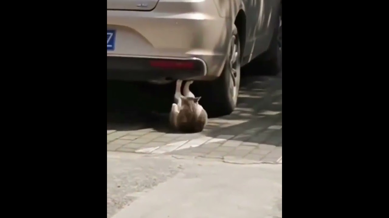 Mekik çeken kedi 😂 YouTube