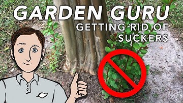How to Prune Suckers Off of Crepe Myrtles | Dig In