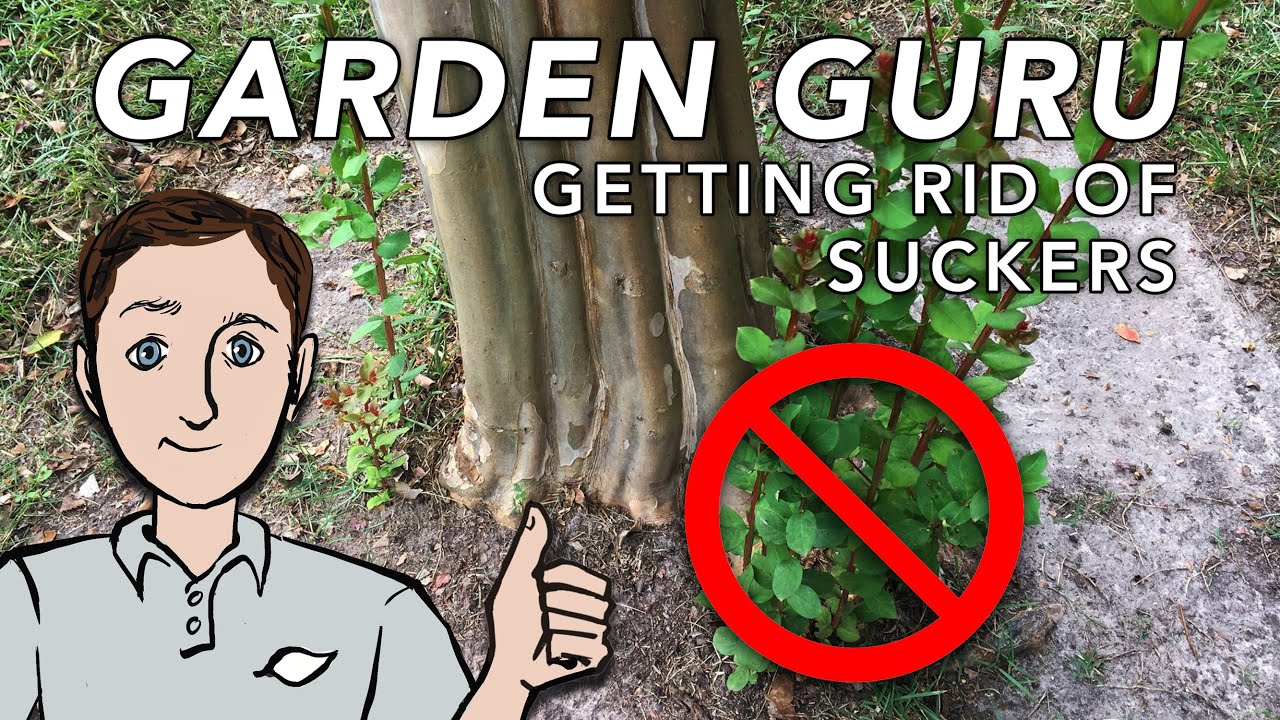 How To Prune Suckers Off Of Crepe Myrtles Dig In YouTube How to prune suckers off of crepe myrtles dig in youtube