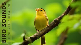 Suara Burung 24 Jam - Kicauan Burung Tanpa Musik, Kekuatan Penyembuhan Dari Suara Burung