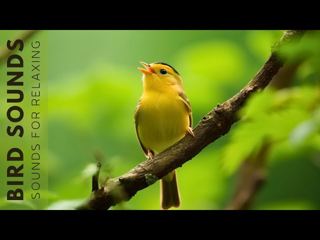 Birds Sounds 24 Hours - Birds Singing Without Music, The Healing Power Of Bird Sounds class=