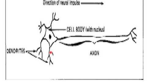 Nerve physiology(IE 306 1.2)by Sudha Saini,GPC,Ajmer