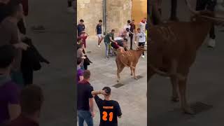 Especial Recopilacion Sustos Y Cogidas Bous Al Carrer 2025 Al Carrer