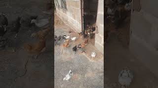 ufugaji kuku wa kienyeji