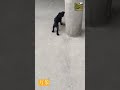 狗子伸懒腰后看到有人拍摄于是吠叫 Funny Animals 狗子伸懒腰后看到有人拍摄于是吠叫 Funny Animals