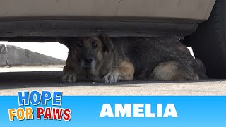 abandoned senior german shepherd hid under a car until hope for paws arrived.