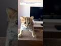 Ref:UWyhAp5c-Mo A family rescued an abandoned leopard cat and then this happened...