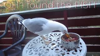 Gus the Seagull complaining about Breakfast! 😎