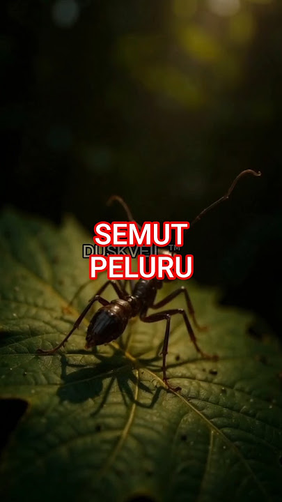Semut Peluru – Gigitan Paling Sakit di Dunia! Fakta Hewan yang Bikin Takut 😱🐜
