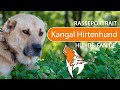 ► Kangal Hirtenhund [2021] Rasse, Aussehen & Charakter