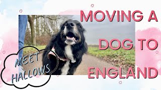Moving a Dog to England | MEET HALLOWS | USAF How to PCS with a Pet