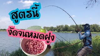 (สูตรเด็ด) ตกปลาหมายดัง200ไร่บางน้ำเปรี้ยวงัดแต่ของใหญ่จนปวดแขนล่าสุด@fishingontour5235