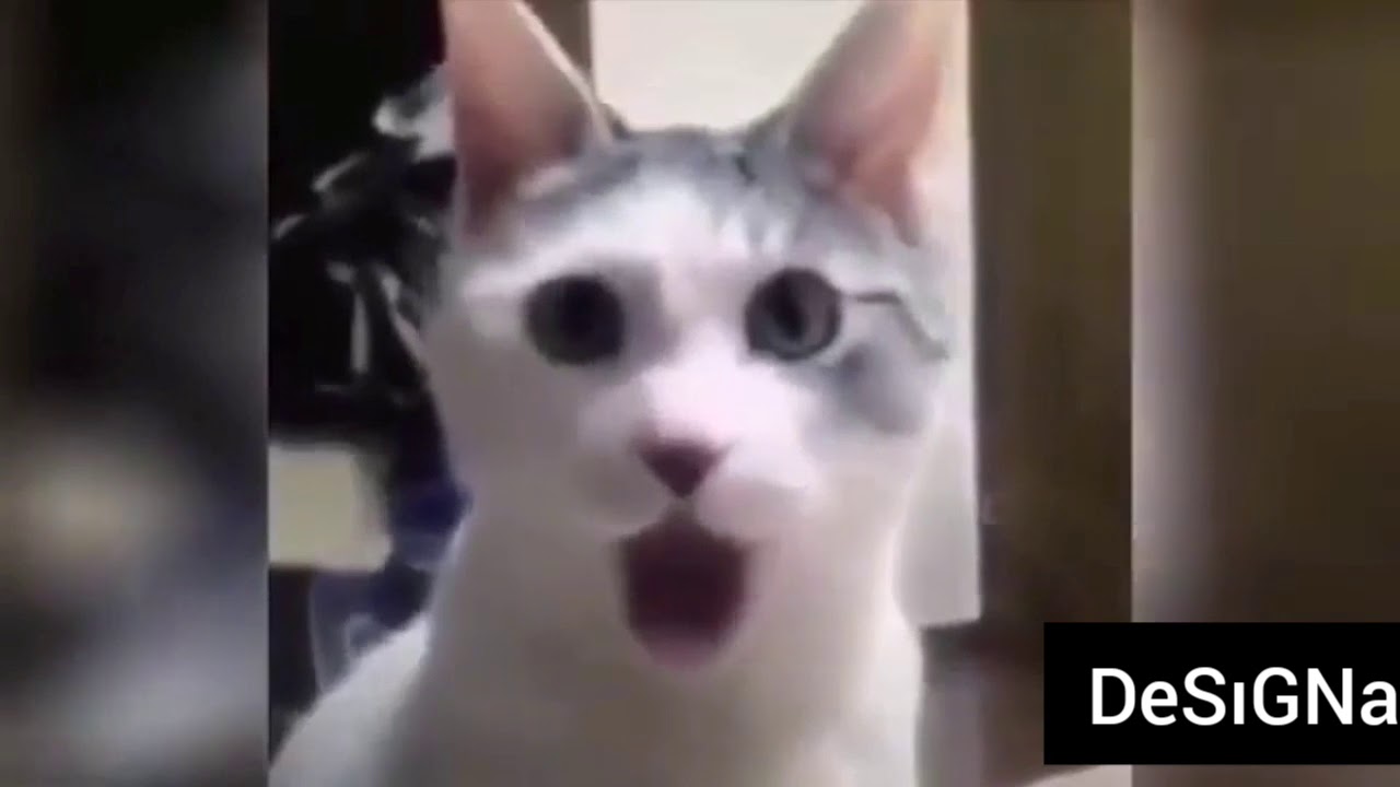 KOMİK KEDİLER KOMİK KEDİ VİDOLARI İZLE FUNNY CATS YouTube