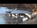 Содержание гусей , нюансы , сельские будни . Лпх Дом Велеса - жизнь за городом