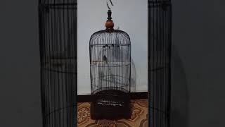 Download Lagu Biar burung pernjak klik/prenjak sawa biar  badan menjadi lebih vit #Prenjak klik  mandi malam \ MP3