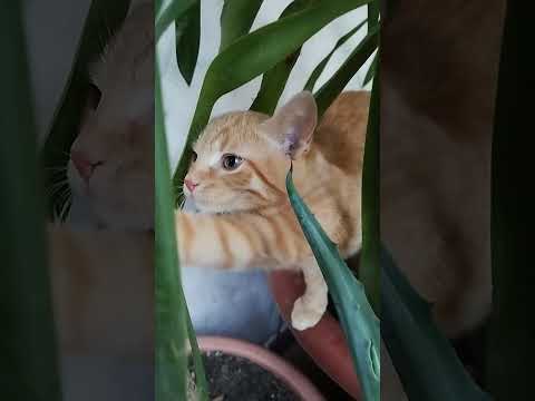 Red,gattino rosso, sbadiglia #cat #likeandsubscribe #adorabile #animals #funny #pets #kitten #chat