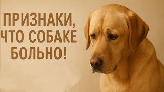 картинка: ПРИЗНАКИ, что СОБАКЕ БОЛЬНО! КАК СОБАКИ ПРОСЯТ О ПОМОЩИ?