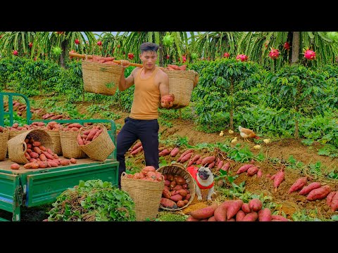 Harvest 1000+ Sweet Potatoes For Market Sell - Daily Peacefull Life On A Small Farm  After Quit City