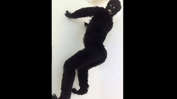 Mr Blue Sky cursed images