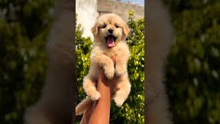 8810623046 Golden Retriever puppy available ❤️ friendly smart healthy vaccinated call now booking