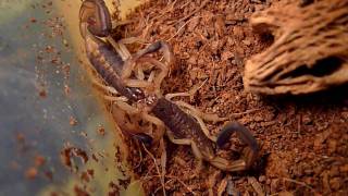 Famous Scorpion mating dance Net Worth