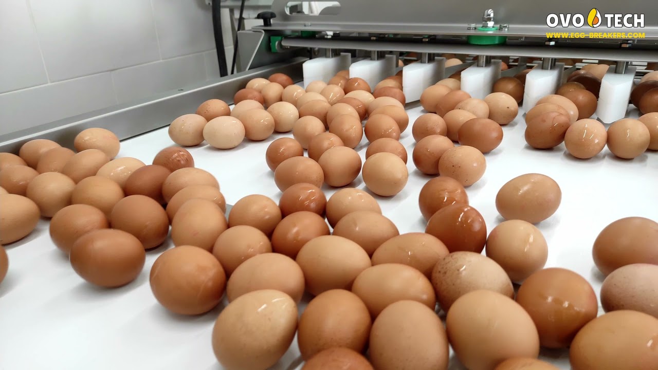 25,600 eggs/hour washer by OVO-TECH