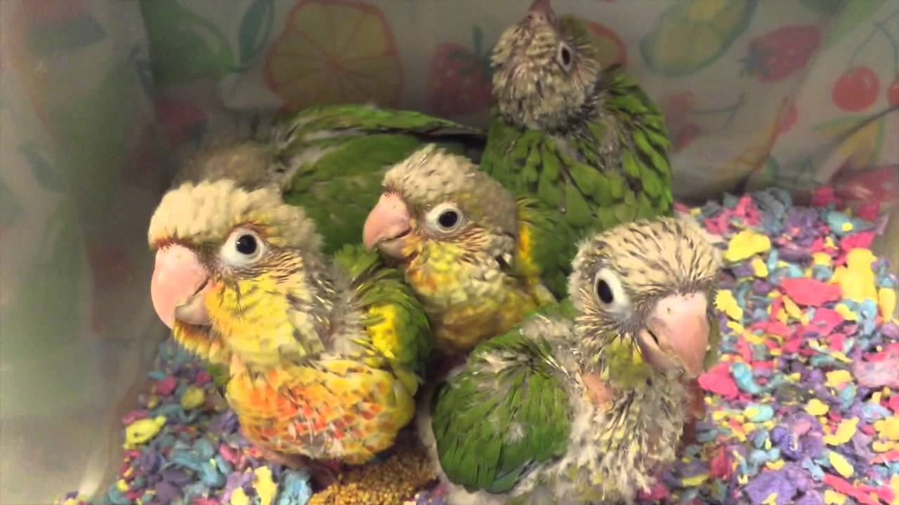 Baby Birds at Kookaburra Bird Shop June 9, 2015 YouTube