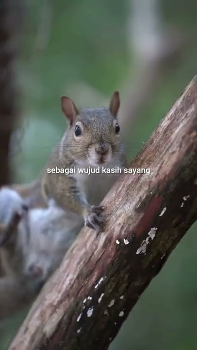 RELIGI ISLAM, REZEKI, ustadz Arifin Ilham #shorts