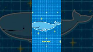 Blue Whales Still Have Legs 😳