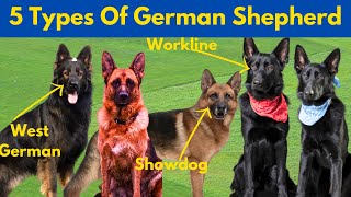 5 Types Of German Shepherd Dog | How many Types Of German Shepherd | Different Type Of GSD | TUC